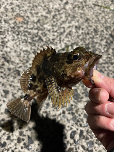 ガシラの釣果