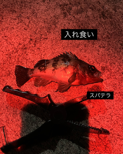 クロメバルの釣果