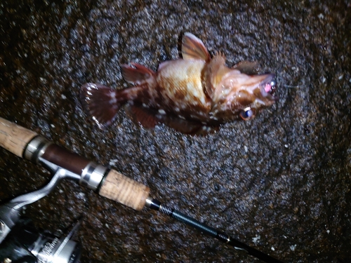 カサゴの釣果