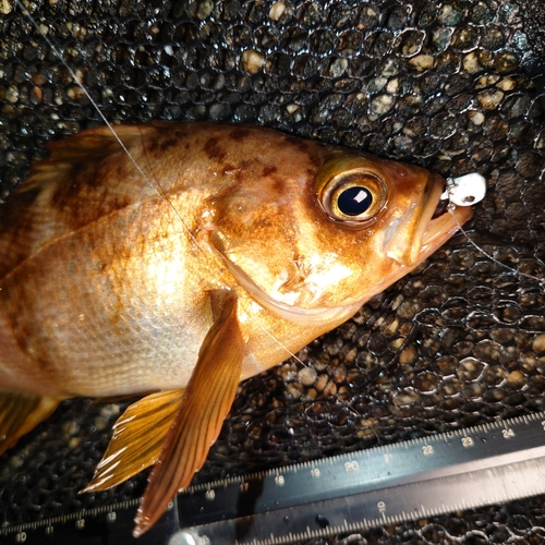 メバルの釣果