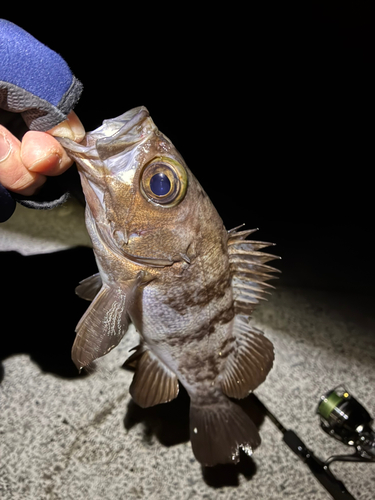 メバルの釣果