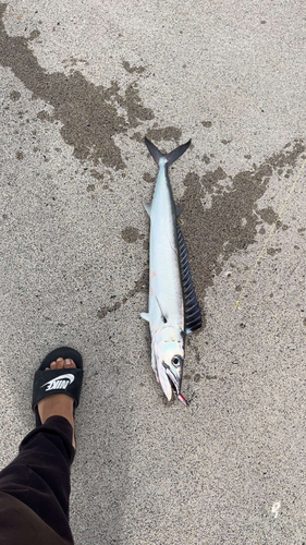 オニカマスの釣果