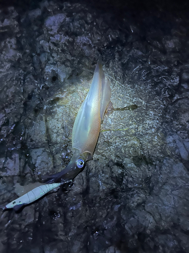 ヤリイカの釣果