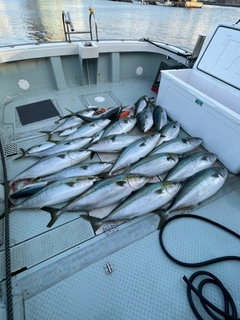 ブリの釣果