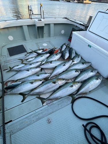 ブリの釣果