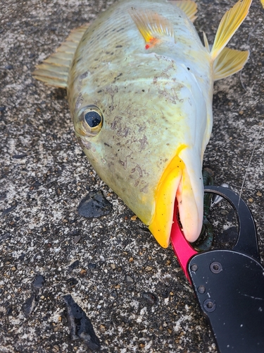 ムネアカクチビの釣果