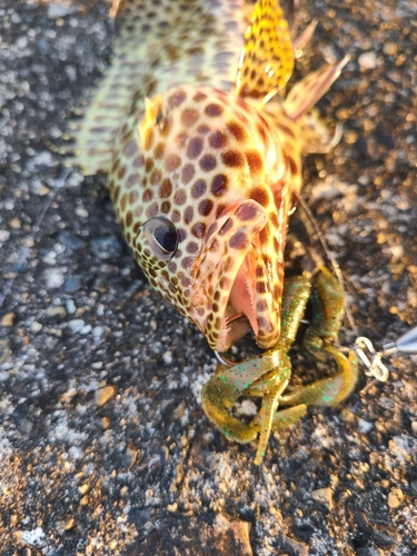 イシミーバイの釣果