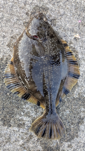 カワガレイの釣果