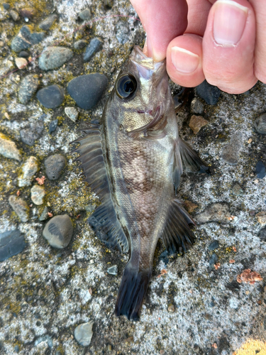 メバルの釣果