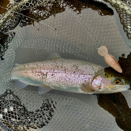 ニジマスの釣果