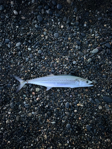 サゴシの釣果