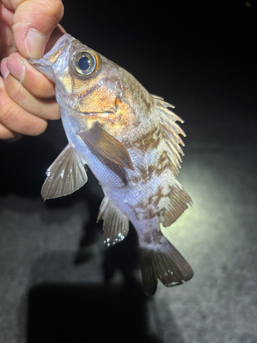 シロメバルの釣果