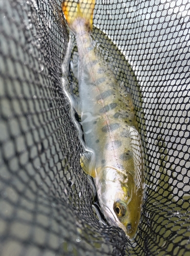 ヤマメの釣果