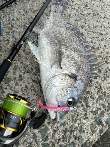 シーバスの釣果