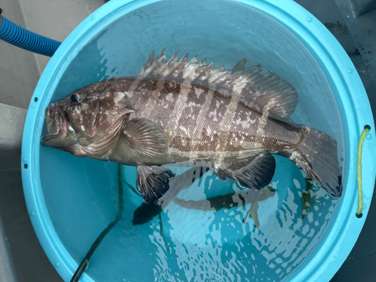 釣りキッチさんの釣果 3枚目の画像