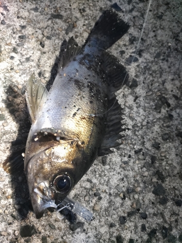 シロメバルの釣果