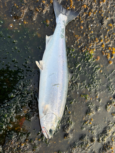 サクラマスの釣果