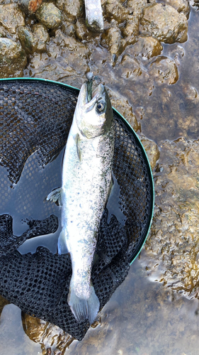 アマゴの釣果