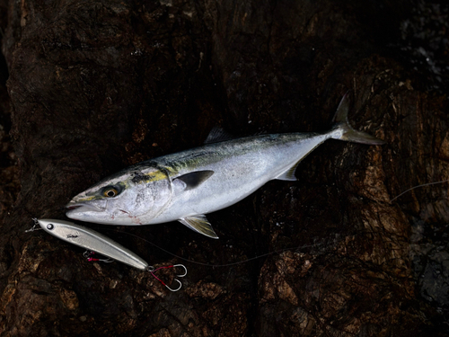 ヤズの釣果