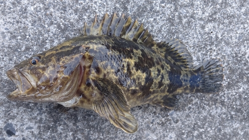 タケノコメバルの釣果