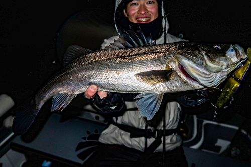 シーバスの釣果