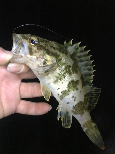 タケノコメバルの釣果