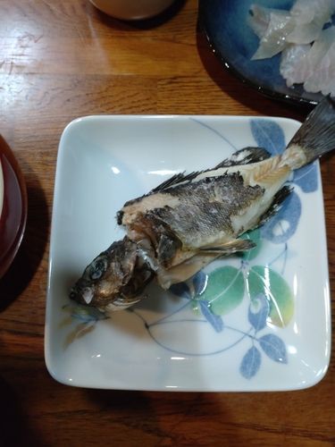 クロメバルの釣果