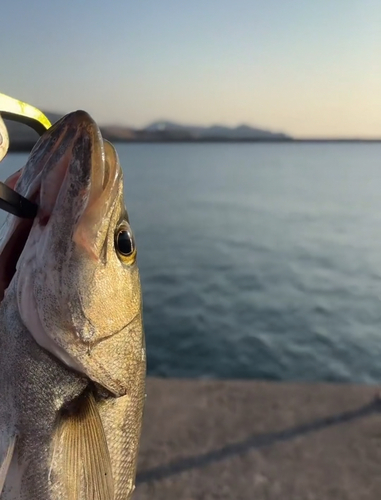 ヒラスズキの釣果