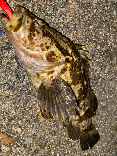 タケノコメバルの釣果