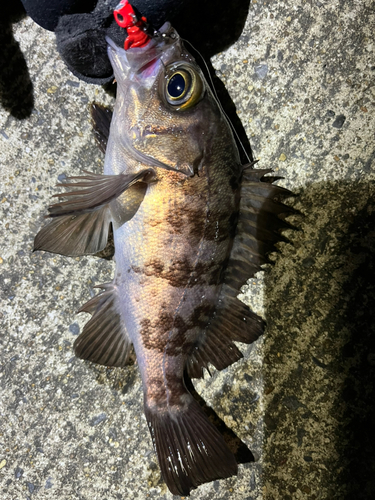 メバルの釣果