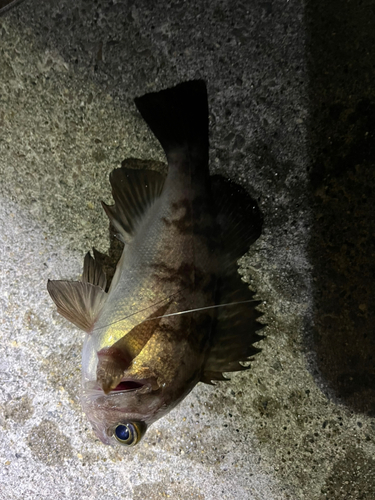 メバルの釣果