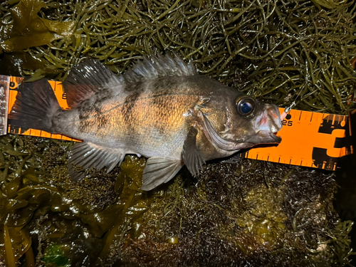 シロメバルの釣果