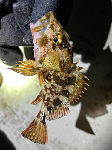 カサゴの釣果