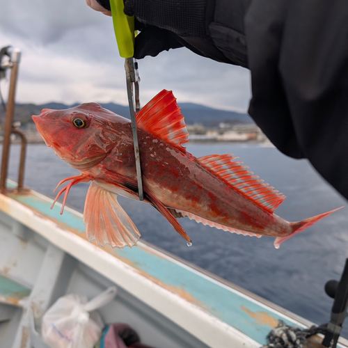 ホウボウの釣果