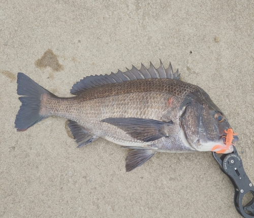 クロダイの釣果