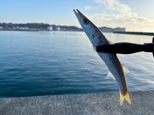 カマスの釣果