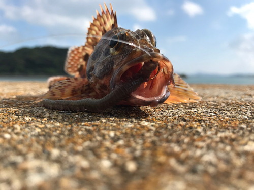 カサゴの釣果