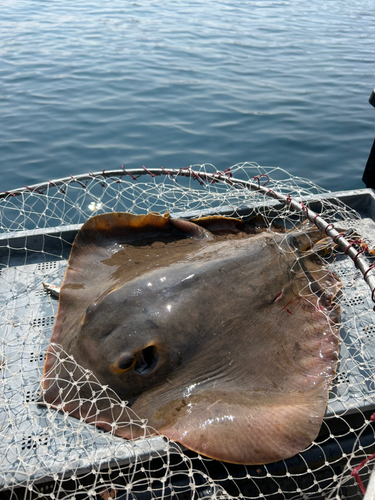 エイの釣果