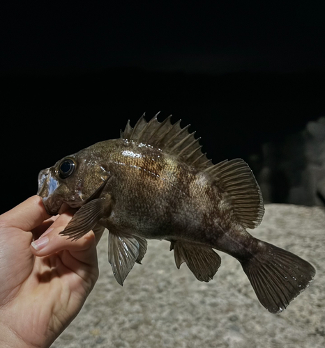 メバルの釣果