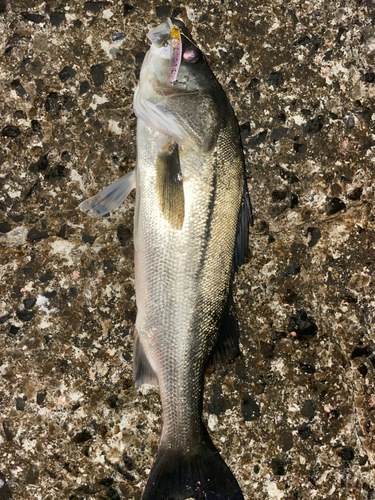 スズキの釣果