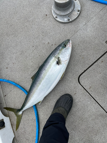 ブリの釣果