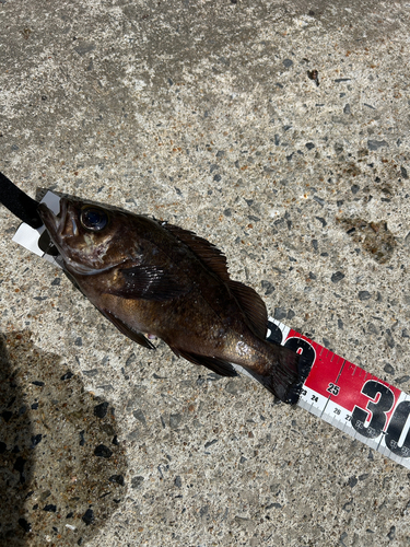 メバルの釣果