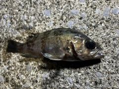 クロメバルの釣果