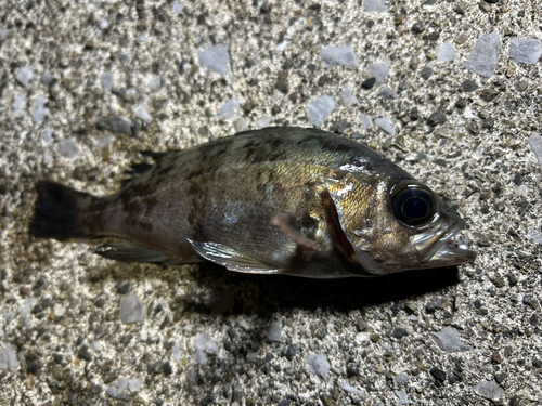 クロメバルの釣果