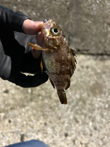 アカメバルの釣果