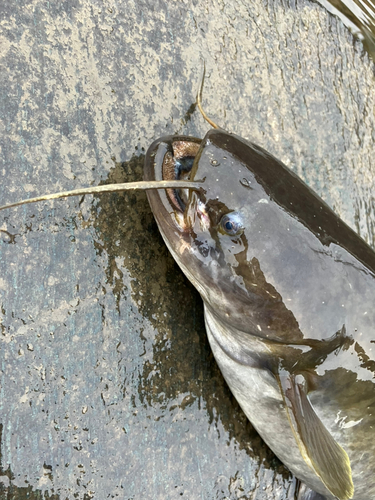 ナマズの釣果