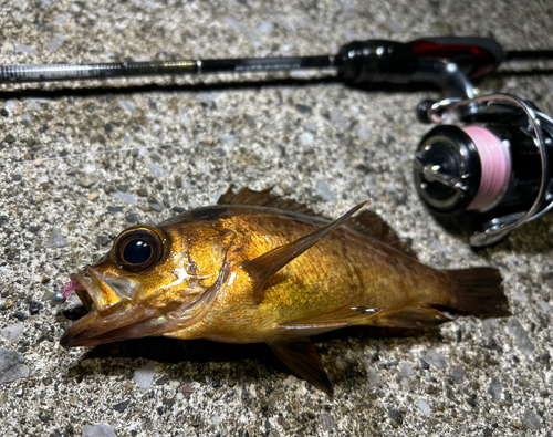 アカメバルの釣果