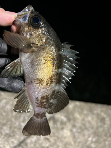 クロメバルの釣果