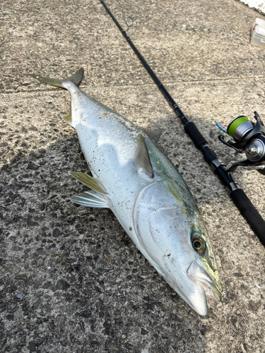 ヤズの釣果