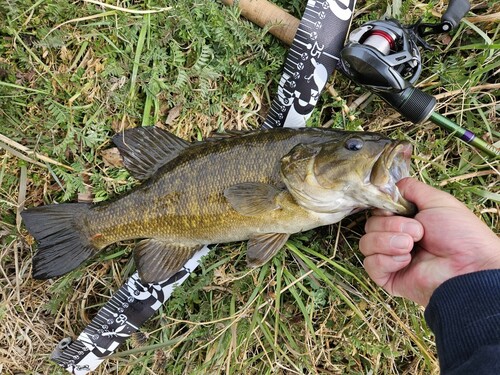 スモールマウスバスの釣果